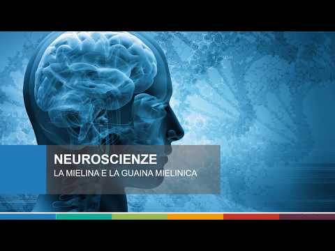 Video: Quali neuroni sono mielinizzati?