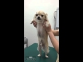 チワワの銀さん 注射にビビる おしゃべりペット