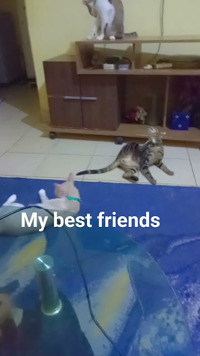 #viral #funny #cat #shortvideos #trending #shorts