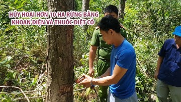 Kinh hoàng vụ phá 10 hecta rừng thông Đà Lạt bằng khoan điện và thuốc diệt cỏ