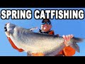 Spring Catfish Near the Bank