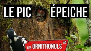 LE PIC ÉPEICHE - LES ORNITHONULS #1