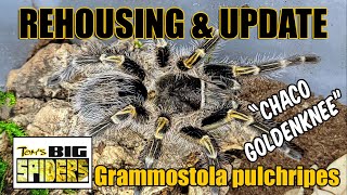Grammostola Pulchripes "Chaco goldenknee" Rehouse and update