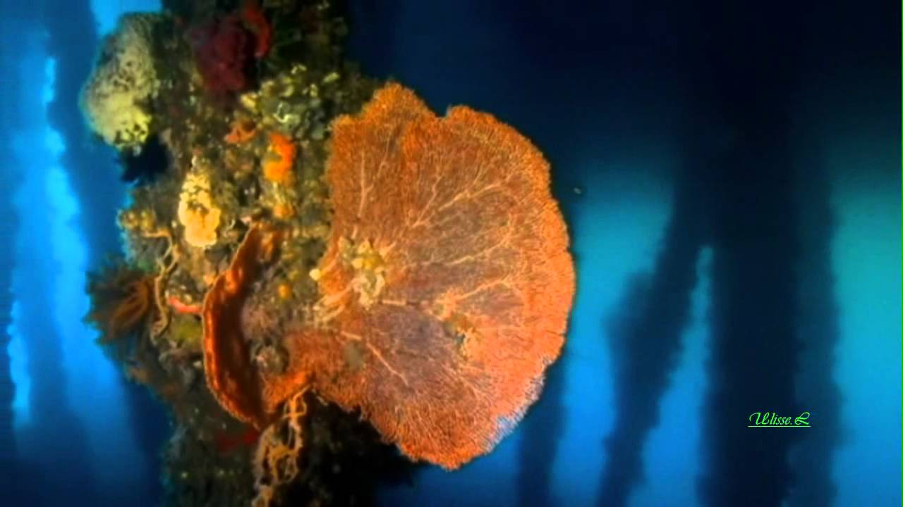 Cafe Del Mar - Seven Seas