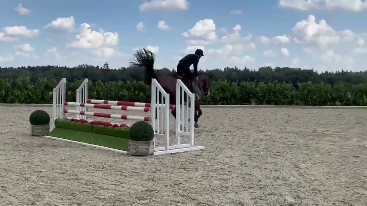 Equitation Prospect For Sale 🐴 | 7 y/o  Gelding – Show Experience & Stunning Rideability