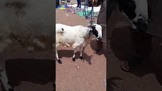 Ram ₦240,000. more info on Description #goat #cattleforsale #goatfarming