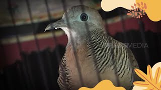 Download Lagu Apakah Benar Suara Burung Perkutut Pertanda Ada Makhluk Halus?  | SI OTAN (29/08/22) MP3