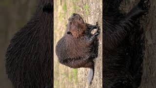 American Beaver Sound