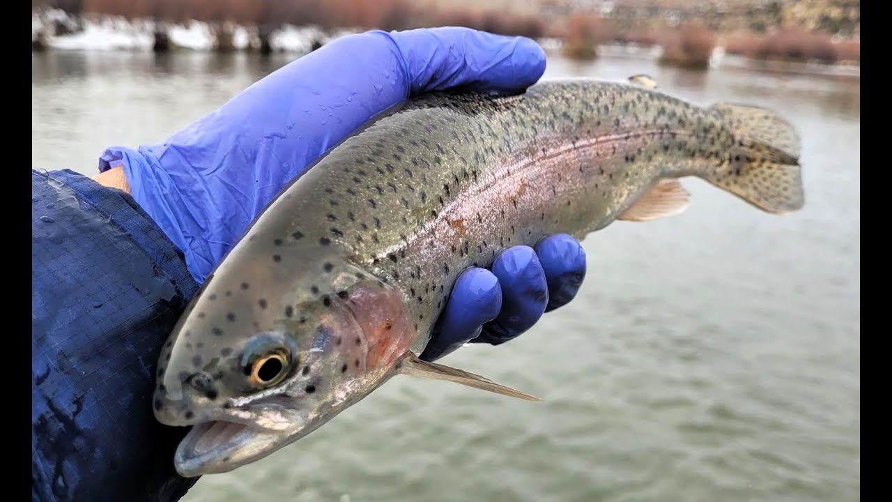 New TV Strike Indicator Test 2 Murky Water San Juan River Braids Fly Fishing Jan 2024 YouTube