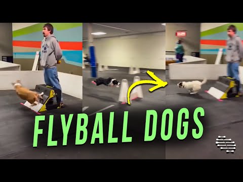 Video: Zašto je flyball dobra za pse?