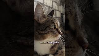 Прокинулась наче з похмілля #cat #reels #коміки #українськийютуб #ржакадосліз #смішнівідео #відеодня