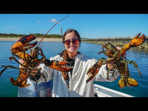 American LOBSTER CATCH Clean COOK Cape Cod Massachusetts Lobster Rolls