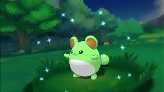 3DS【ポケモン ORAS】shiny Marill 色違い マリル 色違 瑪力露