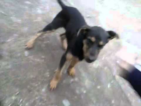 Perro cabron