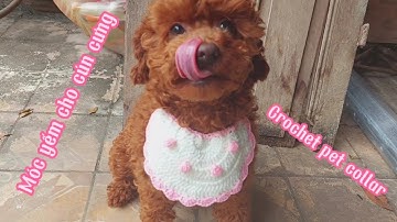 Móc yếm siêu đơn giản cho thú cưng. Crochet pet collar tutorial.