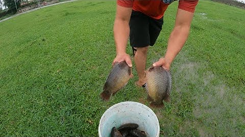 Sau Cơn Mưa Dào Đi Nhặt Cá Rô Đồng Gặp Toàn Con 5 Lạng Bò Khắp Sân Bóng Mà Không Ai Biết