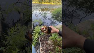 Is this a largemouth bass? #bassfishing #bankfishing #topwaterfishing #massachusetts #fishing