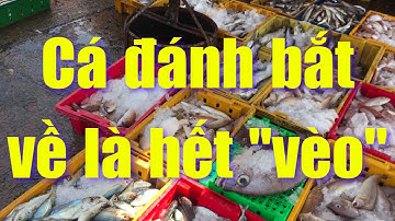 Khám phá Cảng cá Lagi Bình Thuận với mực , cá tươi rói giá rẻ | Phượt bụi 10