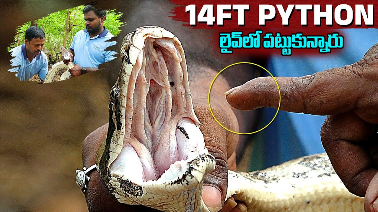 14ft Python Caught Live | Snake Catcher Kiran Kumar Catches Pyhton Live ...