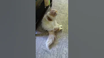 Muffin Sitting Like A Human 