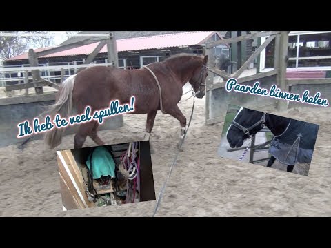 Video: Wat Een Pony Te Voeren?