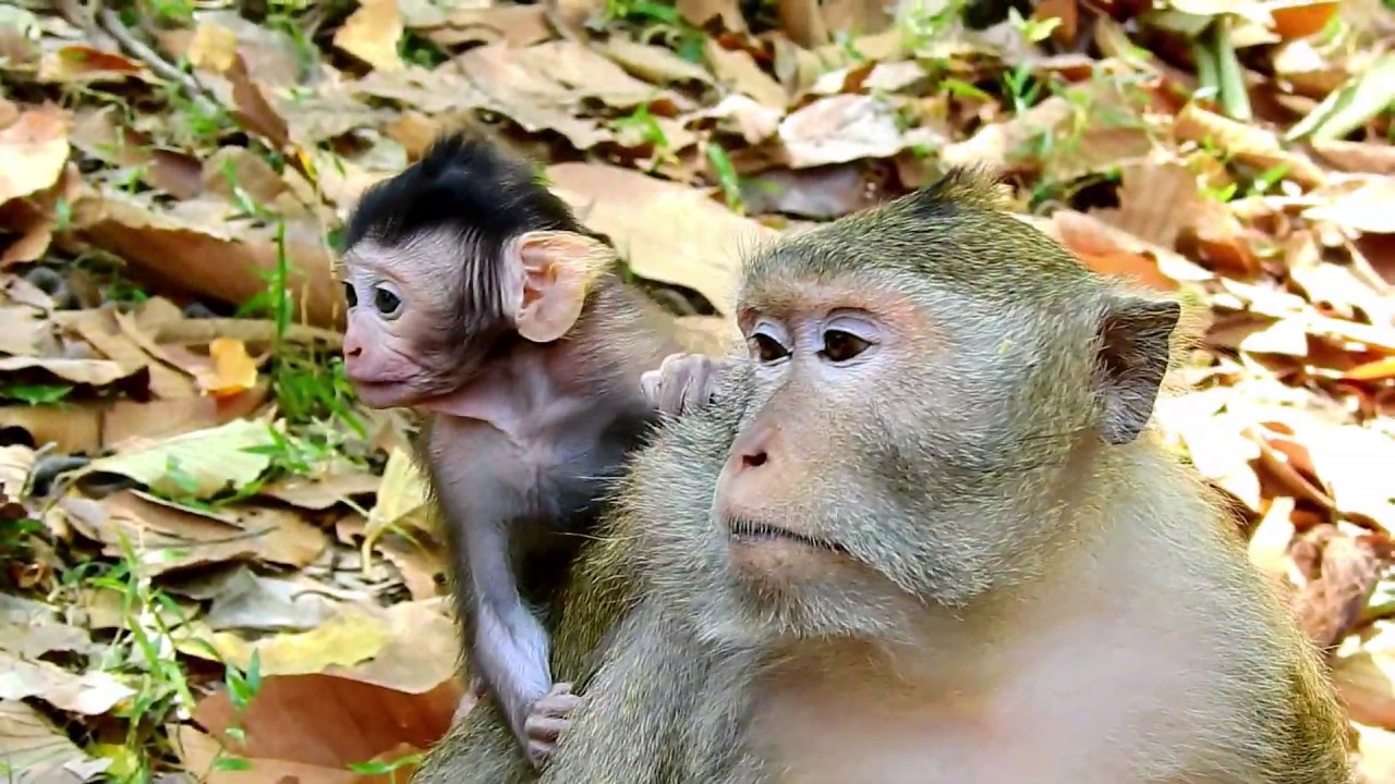 small monkey crossword Why Julina stand on the back of her mother Jade?