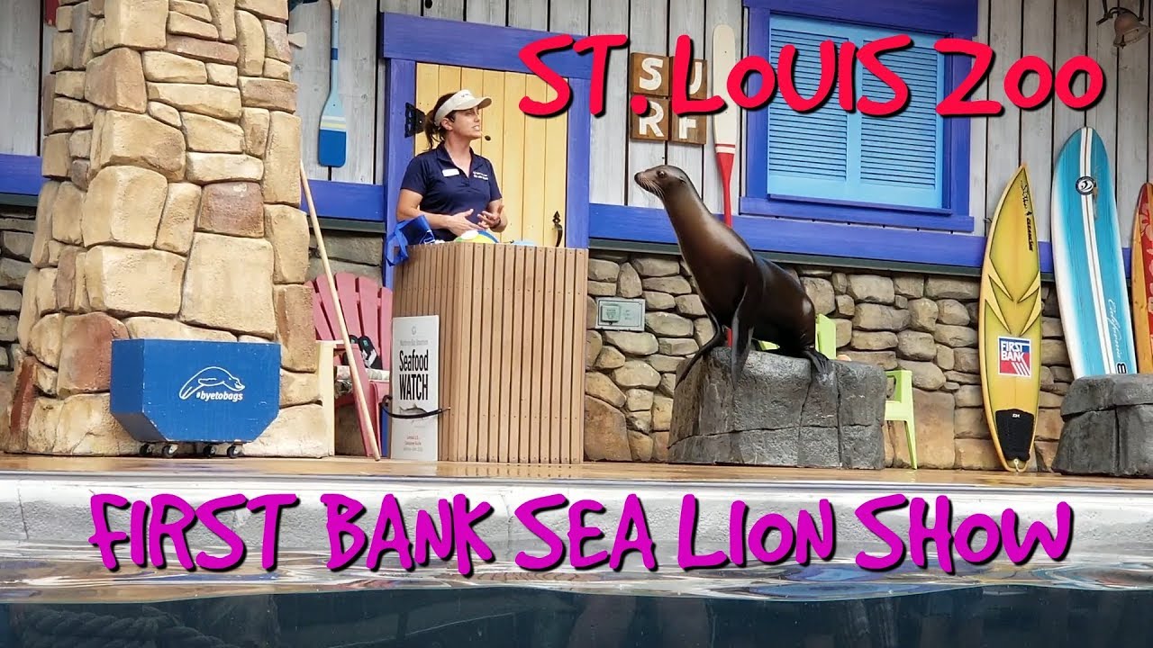 SEA LION SHOW @ THE ST. LOUIS ZOO - YouTube