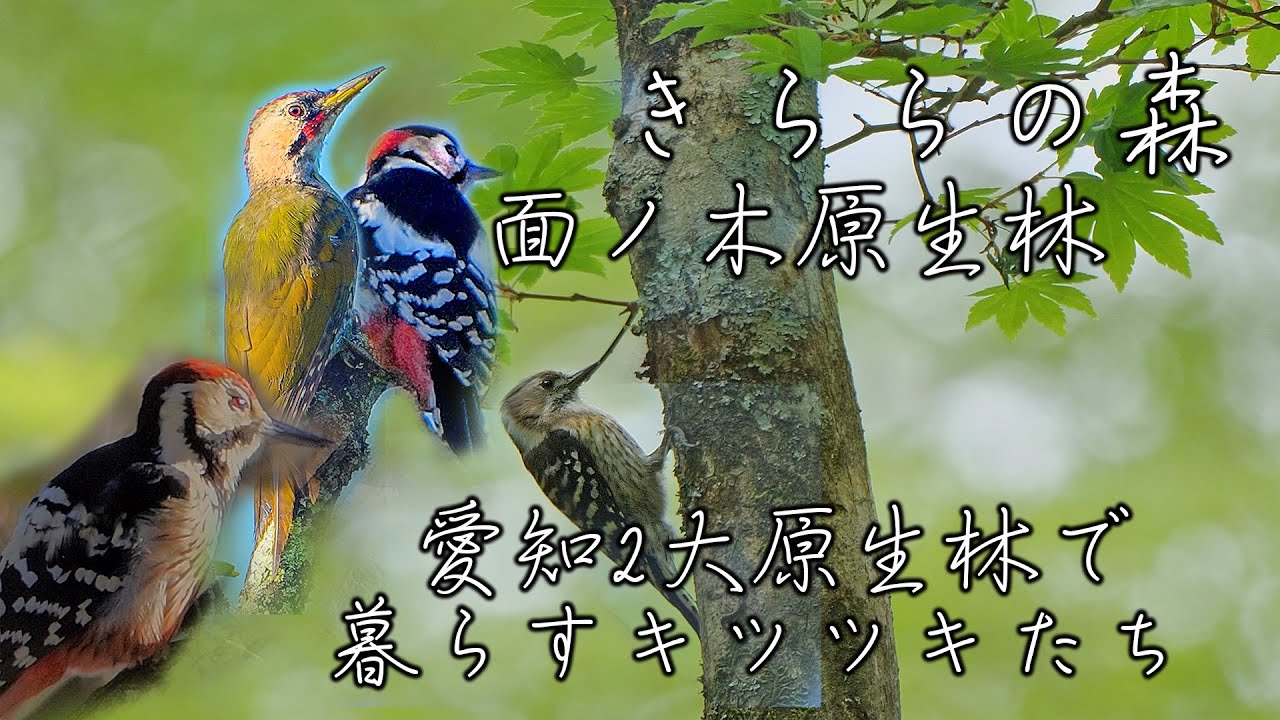 キツツキ3種が同じエリアに！】きららの森と面ノ木原生林で会える