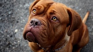 French Mastiff: Training Obedience (Dogue de Bordeaux)