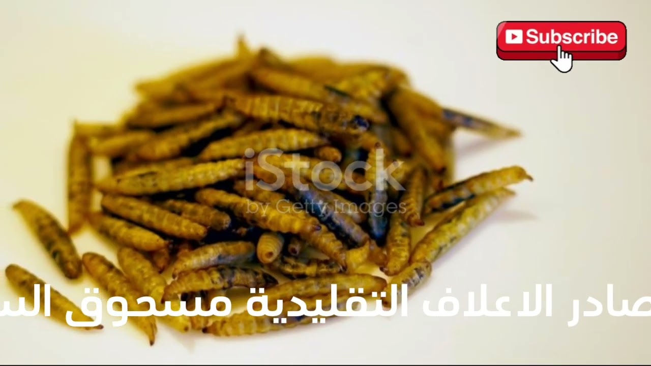 فوائد ذبابة الجندي الأسود Hermetia illucens!