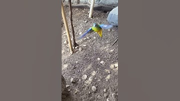 bird taking off in slow mo.