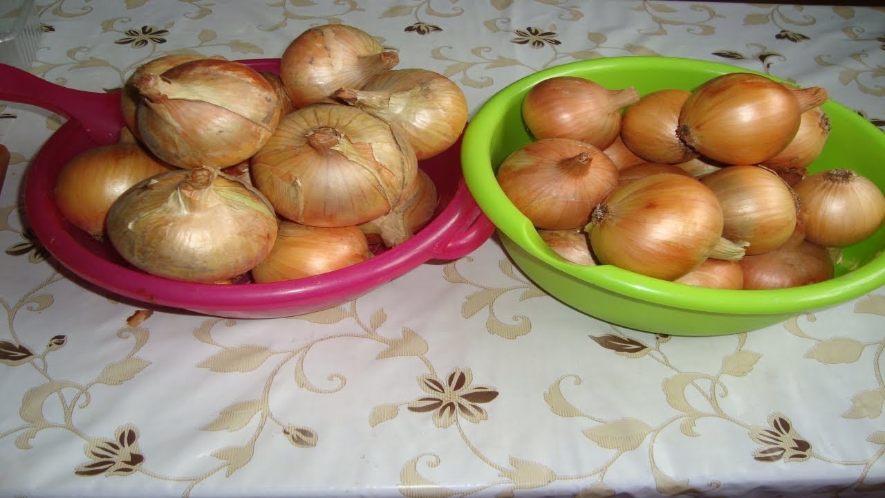 ЛУЧШИЕ СОРТА ОЗИМОГО ЛУКА . КАКОЙ СОРТ ОЗИМОГО ЛУКА ВЫБРАТЬ