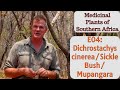 Medicinal plants of southern africa e04 dichrostachys cinereasickle bushmupangara