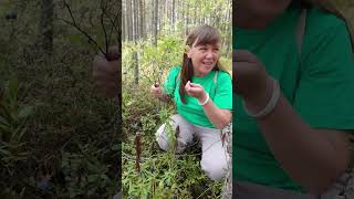 Булатовский бор, поселок Гайны Пермский край