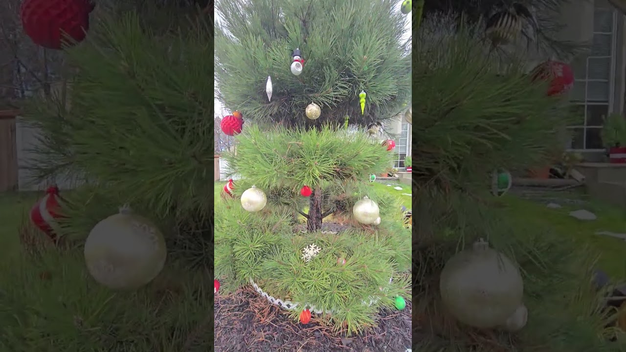 Украсила Сосну На Рождество 🎄 