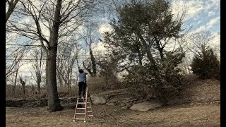 Spring Cleanup 2025; Part 1 | Prune Oak Tree, Prune Mountain Laurel, Chip Branches, Clean Up Leaves
