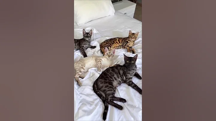 Video 11620571: bengal leopard cat, bengal cats love, bengalcat cat