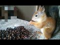 Завтрак белки домашней. /Homemade squirrel breakfast.