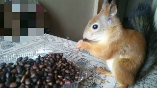 Завтрак белки домашней. /Homemade squirrel breakfast.