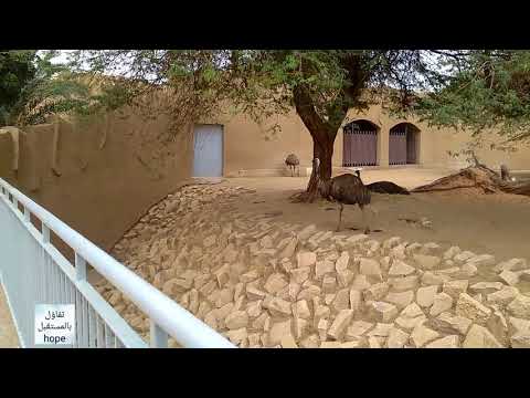 مناظر مشاهد حديقة حيوانات مدينة الرياض حيوان الآميو الذي يشبه النعامة لكنه أصغر 36