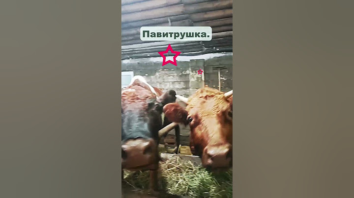 Как мы готовимся к прямому эфиру #планетакоров #счастливыекоровы #прямойэфир #shorts