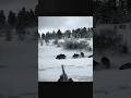 охота на кабана в заснеженном регионе #hunting #wildboar #chasse #jabali #cinghiale #дикий кабан