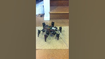 Hexapod 01