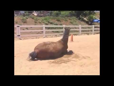farting-animals-compilation-funny-cats-dogs-horses-passing-gas-|-funny-horse