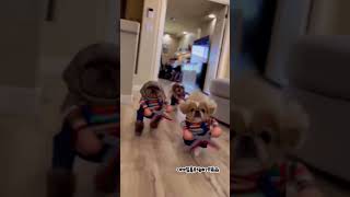 Brothers, Break Out Of The Screen #Pets #Funny #Dogs #Puppy