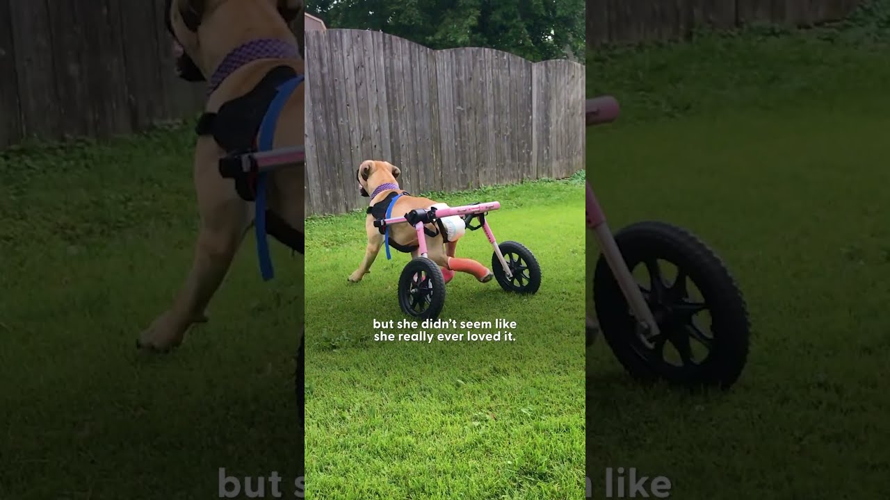 Dog With Two Legs Can T Stop Smiling When She Runs The Dodo