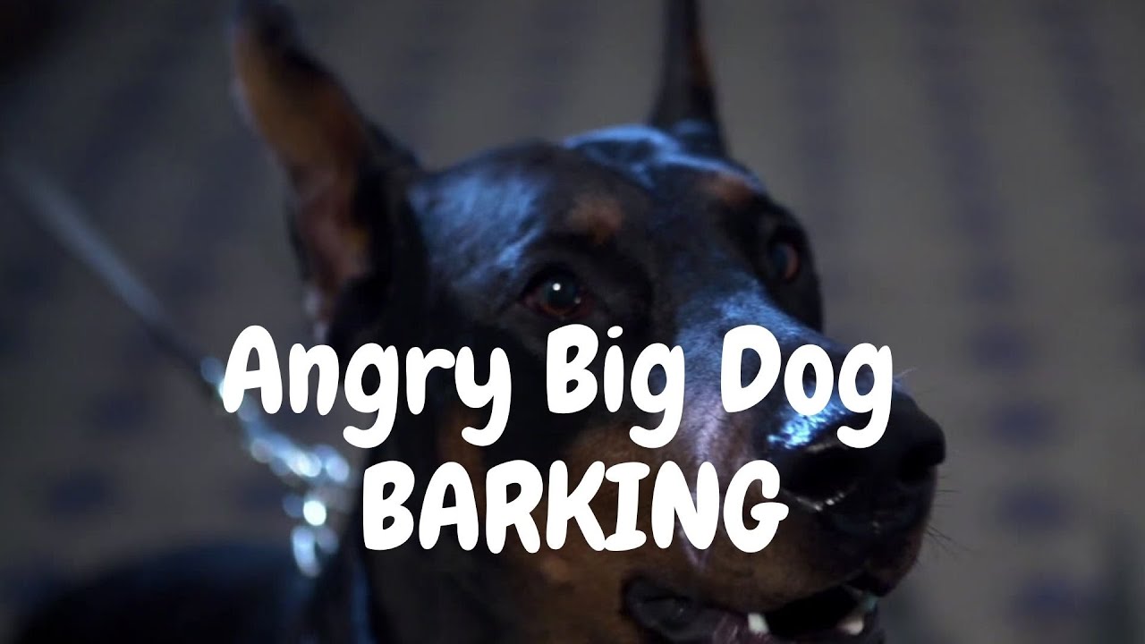 대형견 짖는 소리 * Angry Big Dog Barking Sound YouTube