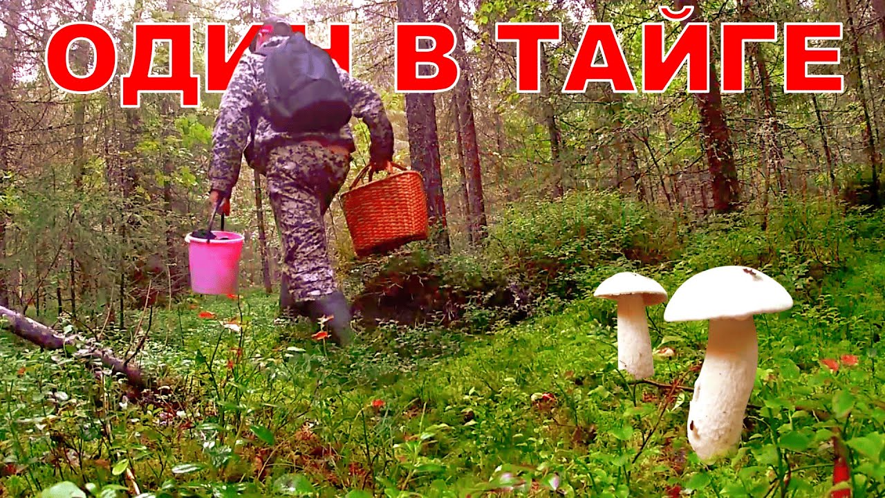 Грибник зашел в НОВЫЙ лес и ОБАЛДЕЛ! Редкие находки ШОКИРОВАЛИ! Грибы и Лес Сказочная Карелия