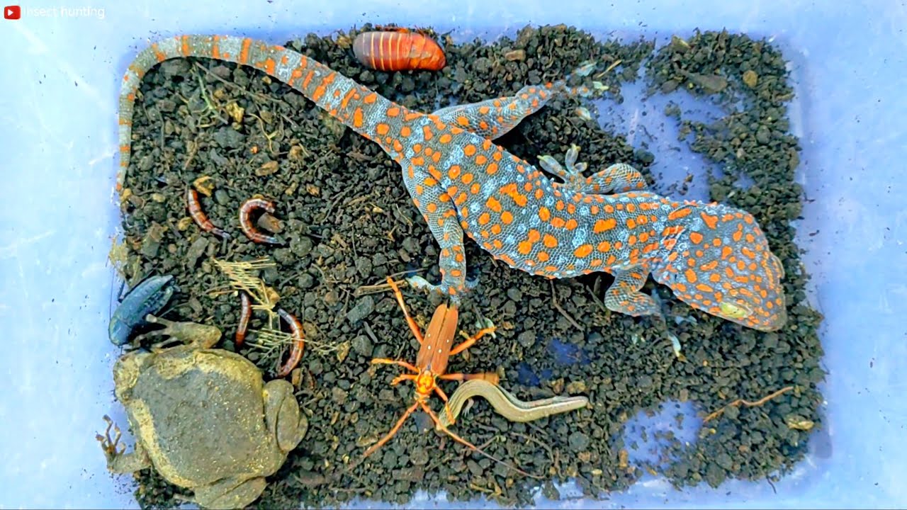 💥So cool! I found some other insects and lizards to observe. There was a giant gecko.