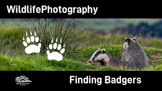 Wildlife Photography Finding Badgers